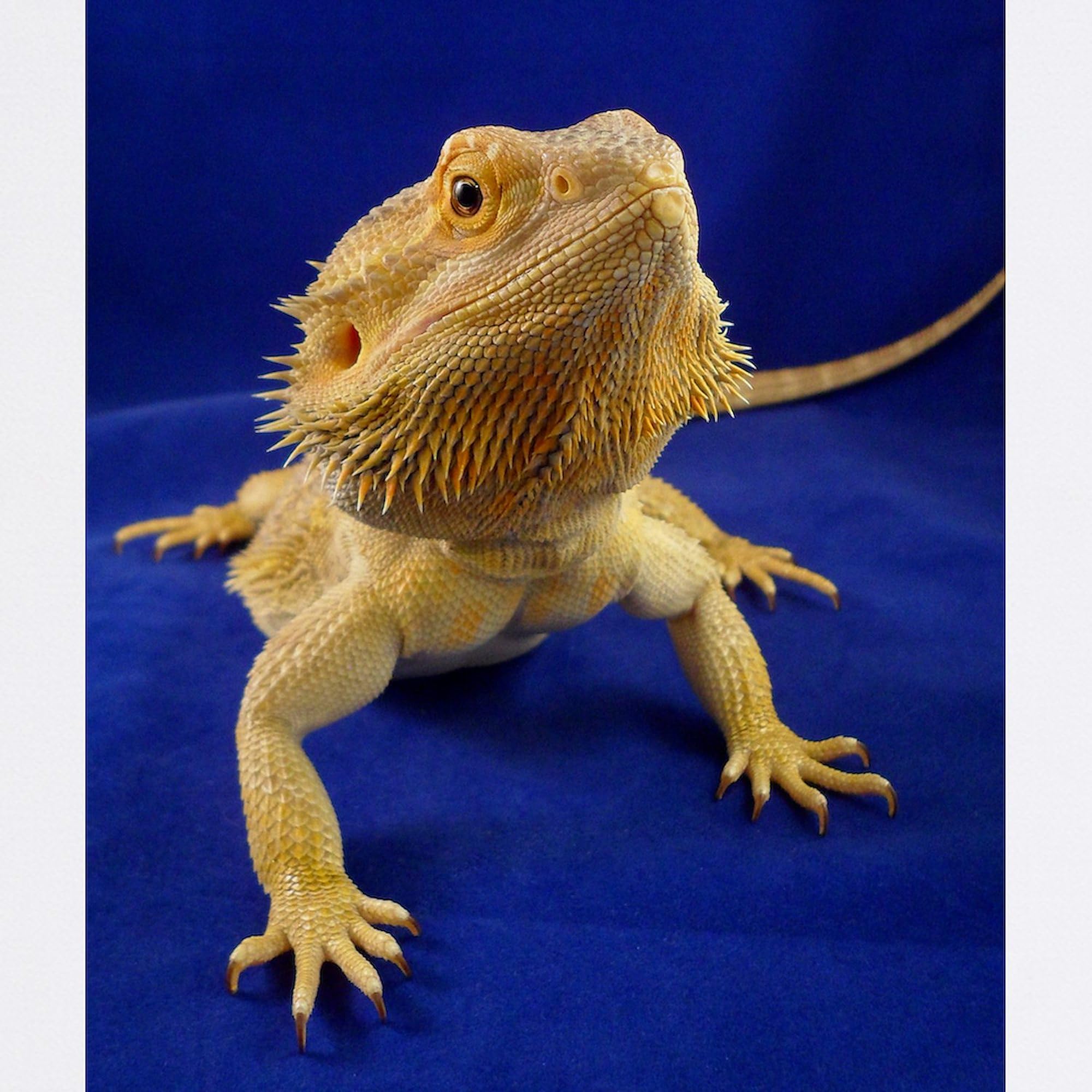 Bearded Dragon Non-Slip Rubber Gaming Mouse Pad - Cute Reptile Design for Computer & Office Use - Perfect for Gamers, Programmers & Pet Lovers