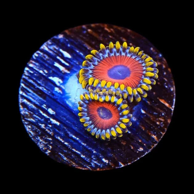 Premium Eagle Eye Zoanthids Coral for Saltwater Aquariums - Vibrant Coral for Reef Tanks & Marine Aquascaping