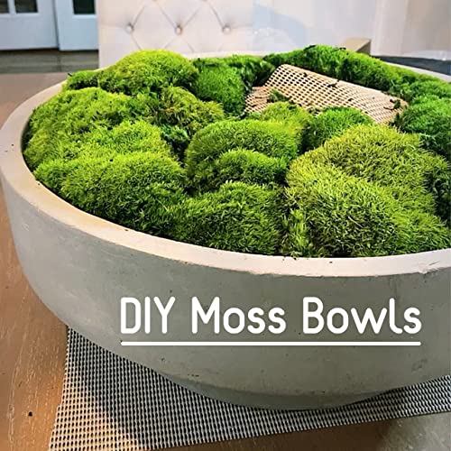 Preserved Pole Moss Pillow Bun Cushion - 4.5 sq.ft Natural Green Moss for DIY Terrariums, Gardening, Wall Decor, Florist Arrangements, Easter & Wedding Table Decor - Perfect for Home, Office & Event Decoration