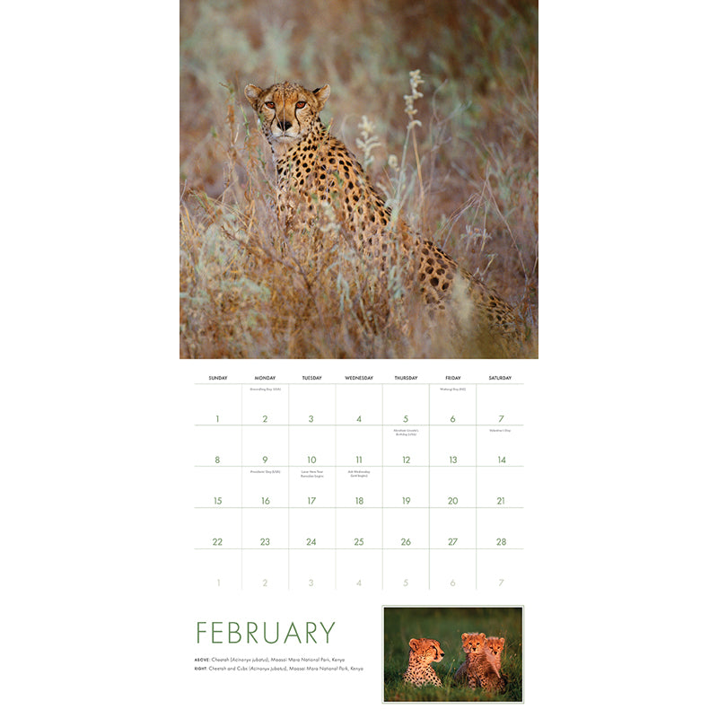 2026 Big Cats Wall Calendar - Stunning Wildlife Photography, Monthly Planner for Home & Office Decor, Perfect Gift for Animal Lovers