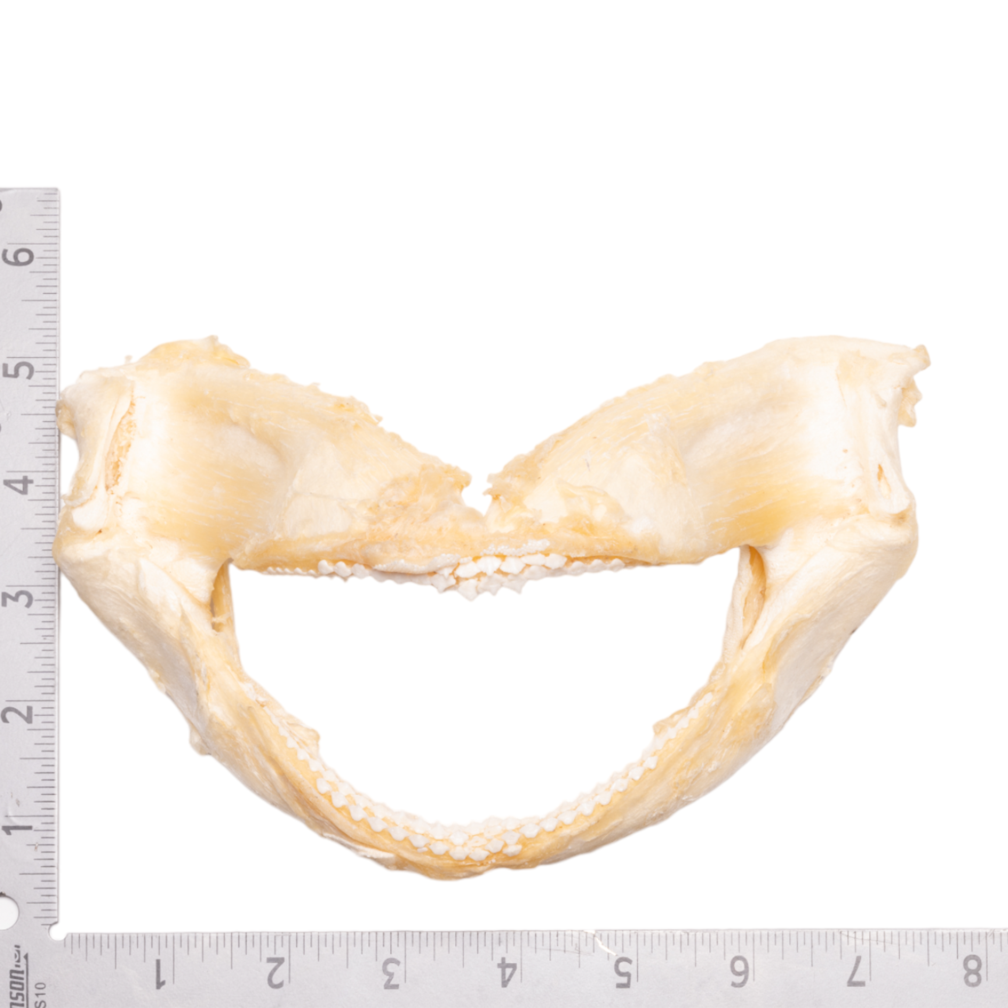 Authentic Tawny Nurse Shark Jaw - 7.5 Inches - Rare Marine Biology Specimen for Collectors & Home Decor - Perfect for Ocean-Themed Displays, Educational Projects & Unique Gifts