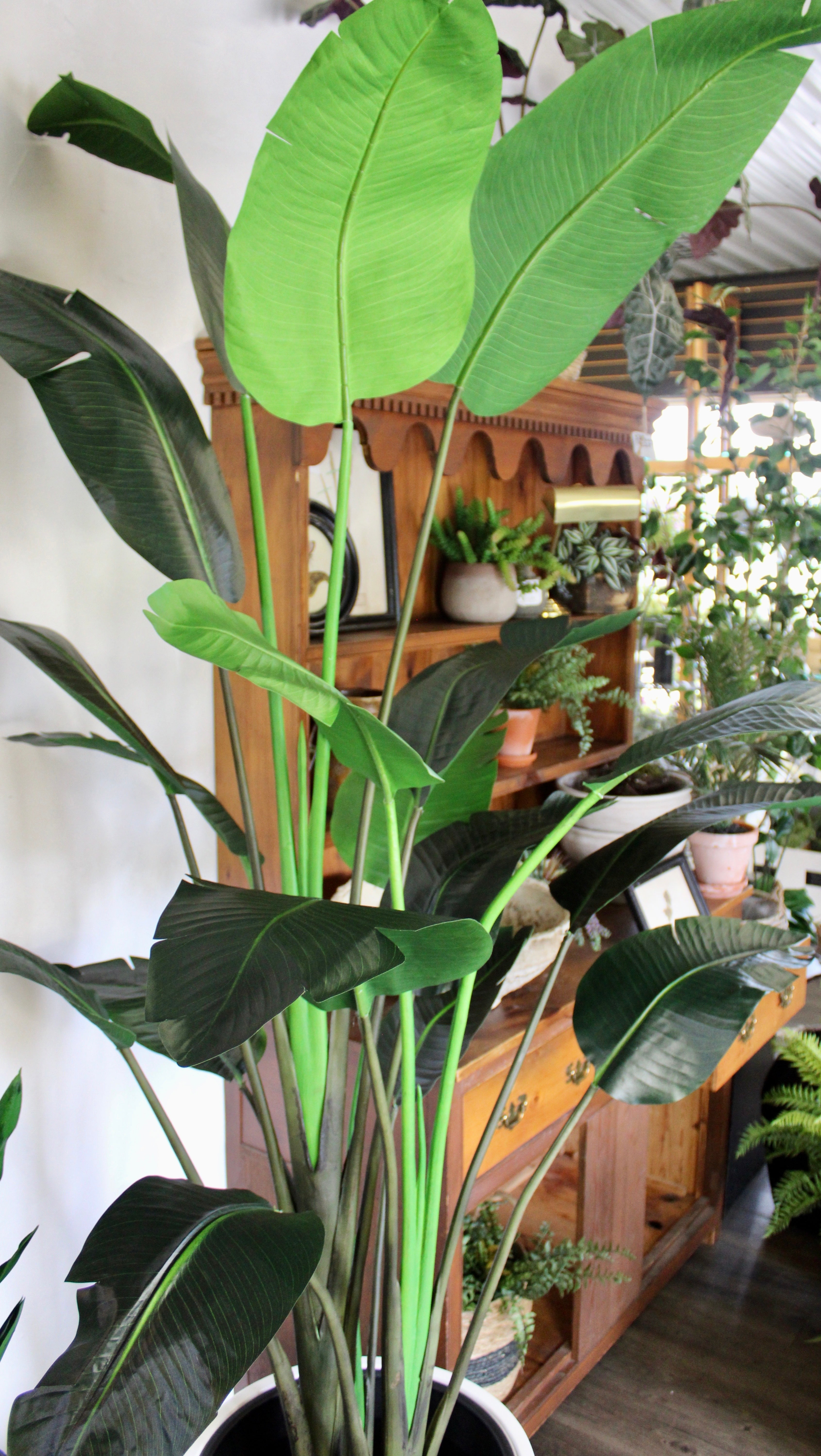 8' Bird of Paradise Tree - Tropical Indoor Plant for Home & Office Decor - Perfect for Living Rooms, Patios, and Garden Spaces