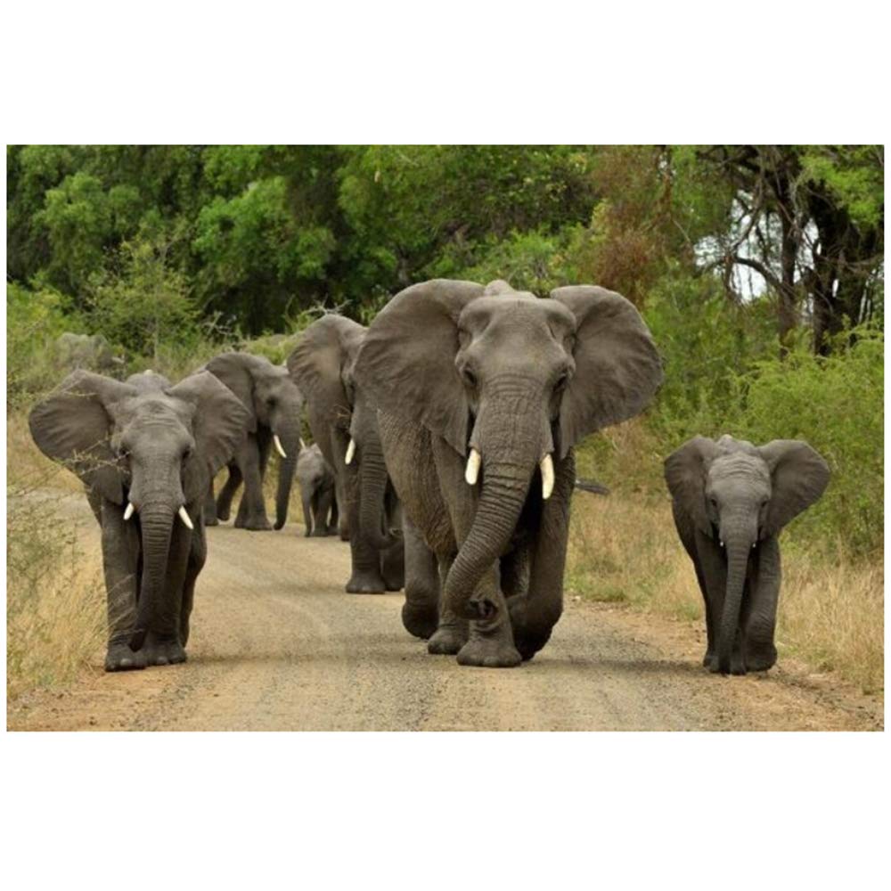 HYFBH Modern African Grassland Elephant Canvas Wall Art - 60x80cm Framed Animal Painting for Living Room Decor | Safari Theme Home & Office Wall Decor