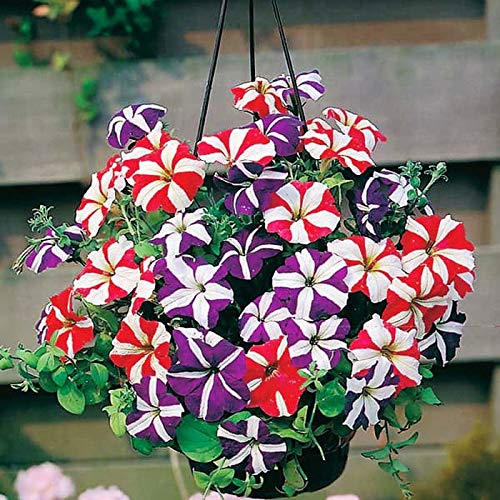 500 Petunia Starfall F1 Rainbow Mix Flower Seeds - Non-GMO, Heirloom, Indoor/Outdoor Annual Blooms for Garden Beds, Hanging Baskets & Container Planting
