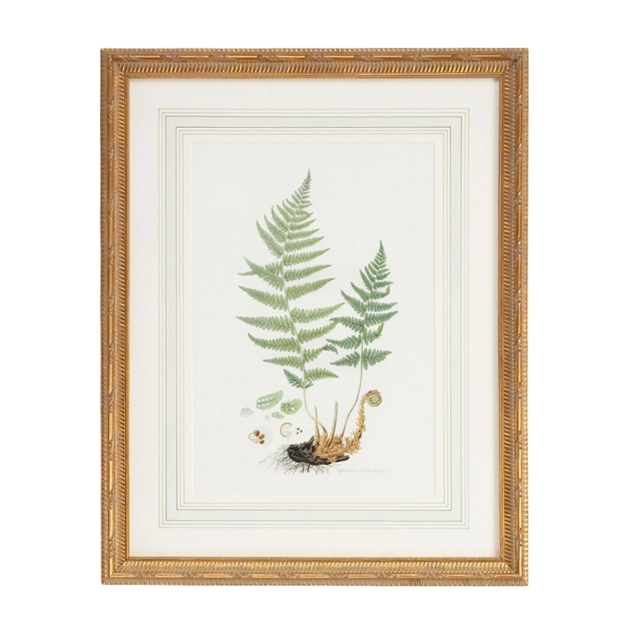 Citrus Ferns II Gold Framed Wall Art - Botanical Home Decor for Living Room, Bedroom & Office - Vintage Style Floral Painting for Wall Decoration