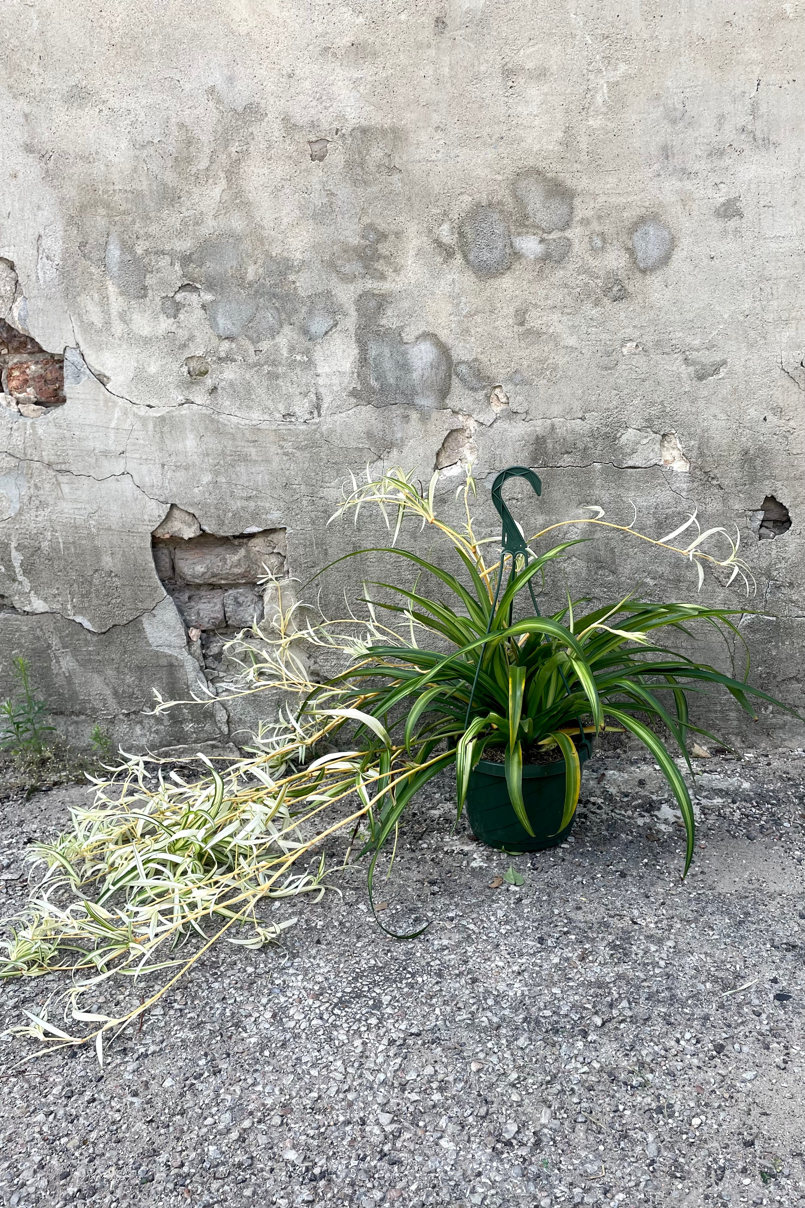 Hawaiian Spider Plant (Chlorophytum comosum) - 8