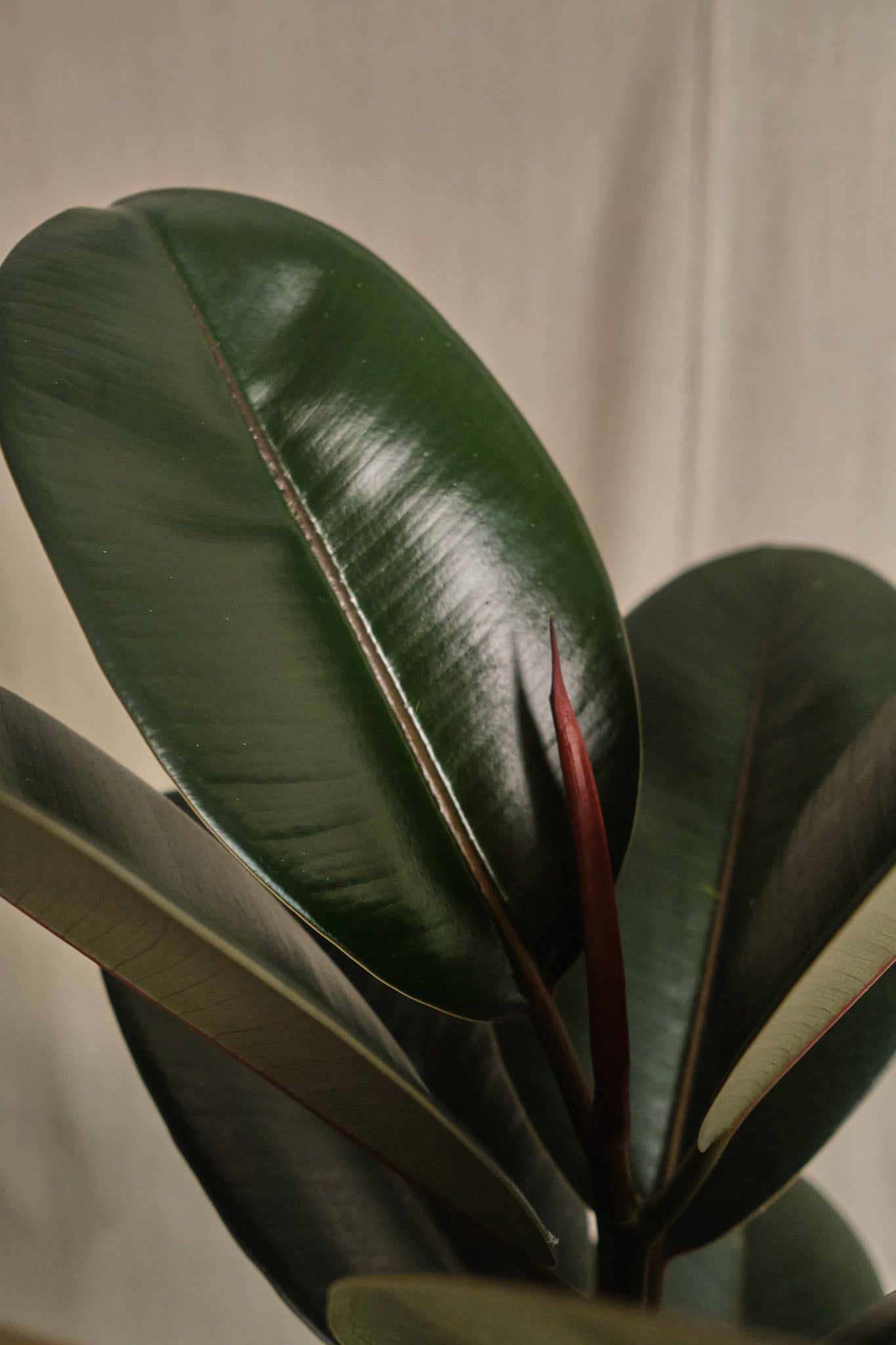 Ficus Elastica Abidjan - Premium Rubber Plant for Home & Office Decor | Perfect for Indoor Gardening, Living Room, and Workspace Greenery