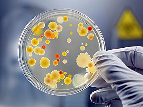 ECNEICS 75mm Borosilicate Glass Petri Dish - Pack of 1 | Lab-Grade for Scientific Experiments, Microbiology, Cell Culture & Classroom Use