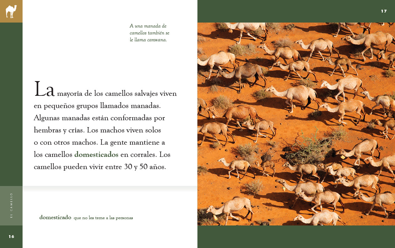 El Camello Book 9781640266704 - Spanish Language Novel for Adults, Perfect for Reading & Book Clubs