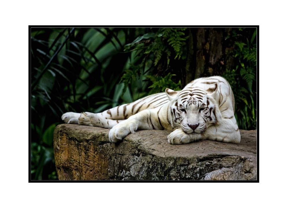 White Tiger Laying Down Wall Art - 36x24 Inches Framed Canvas Painting for Home & Office Decor - Perfect for Living Room, Bedroom or Office Wall Decoration