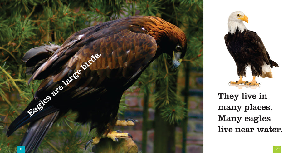 Eagles Book 978-1-60818-453-8 - Wildlife Nature Reading for Bird Lovers & Outdoor Enthusiasts