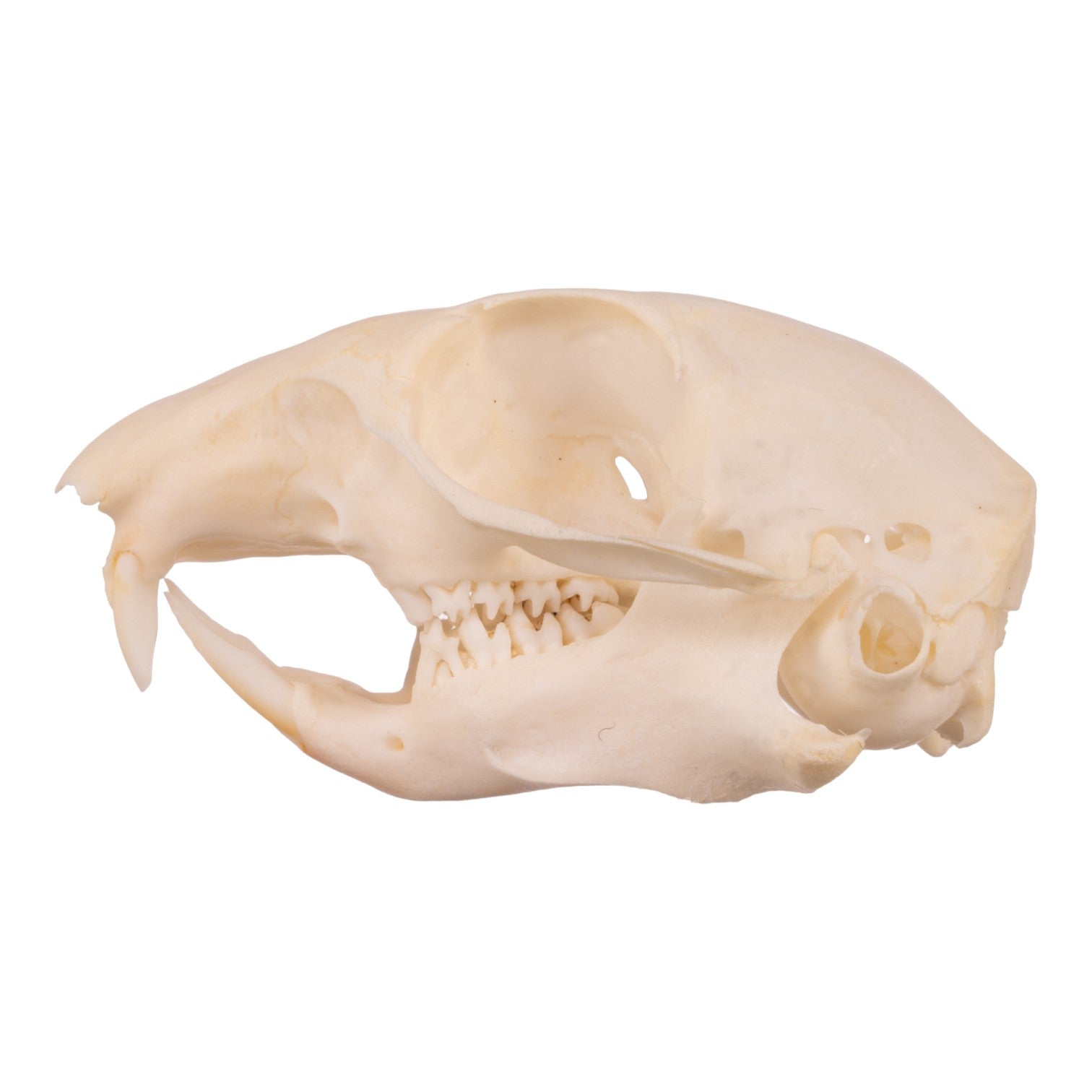 Authentic Ground Squirrel Skull Specimen - Taxidermy, Science Education & Oddity Collection - Perfect for Biology Study, Gothic Decor & Natural History Displays