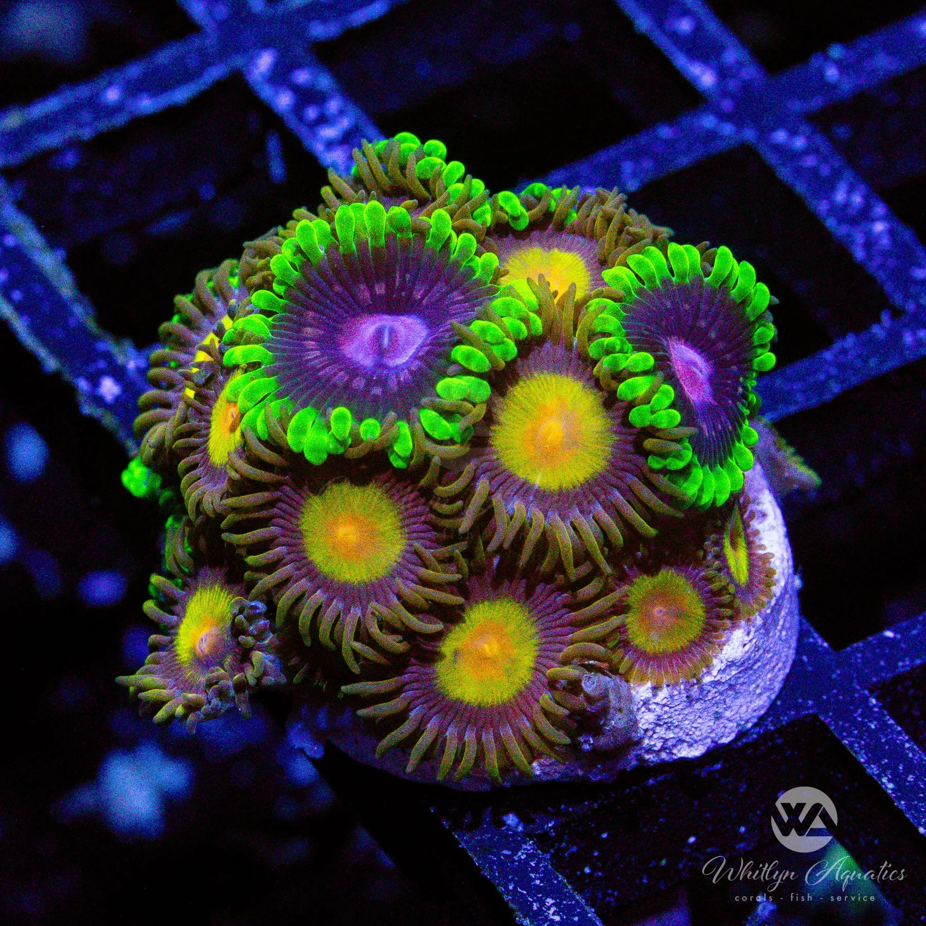 King Midas Scarlet Fever Zoa Combo - WYSIWYG Live Coral for Saltwater Aquariums | Perfect for Reef Tanks & Marine Displays