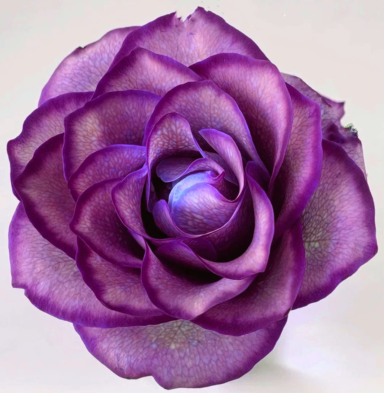 Perennial Rose Tubers - Year-Round Planting, Ready to Grow in Pots - 2 Rose Plants for Gardening & Home Decor - Perfect for Gifts, Weddings & Landscaping