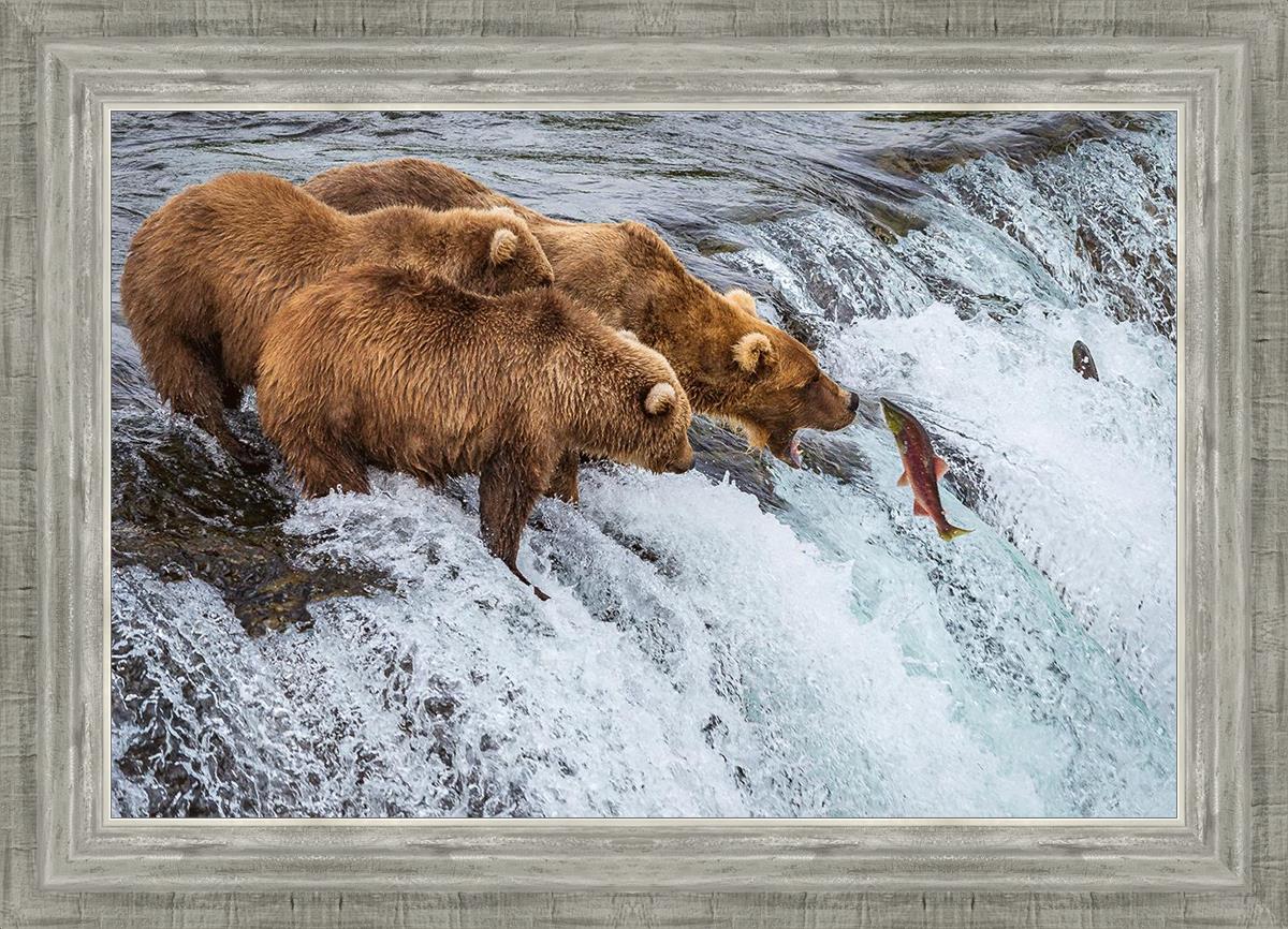 Grizzly Bears Catching Salmon at Brooks Falls, Alaska - Katmai National Park Wildlife Photography & Nature Adventure