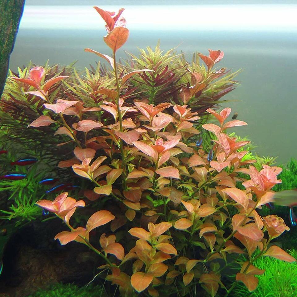 TCulture Ludwigia Ovalis Live Aquatic Plant (Potted) - Perfect for Aquascaping, Fish Tanks & Freshwater Aquariums