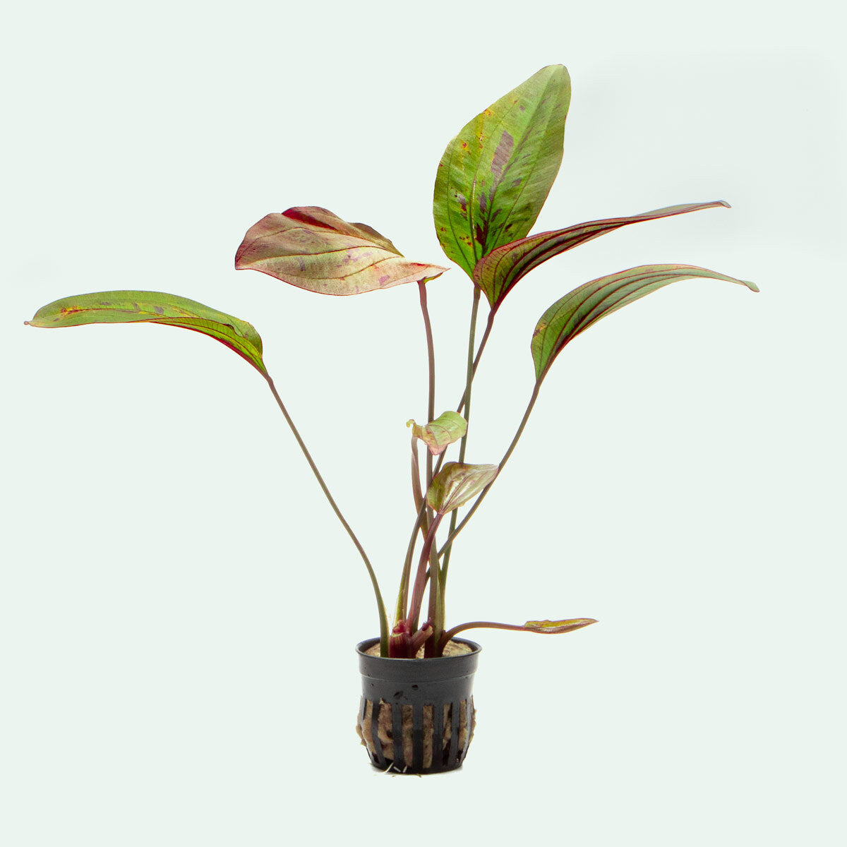 Echinodorus Ozelot Red Live Aquarium Plant - Vibrant Red Leaves for Fish Tanks, Aquascaping & Aquatic Gardens | Perfect for Freshwater Aquariums & Planted Tanks