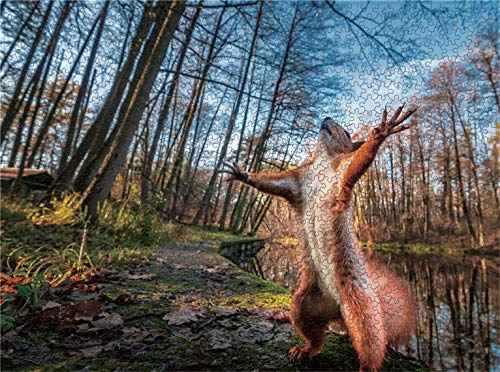 834-red Squirrel