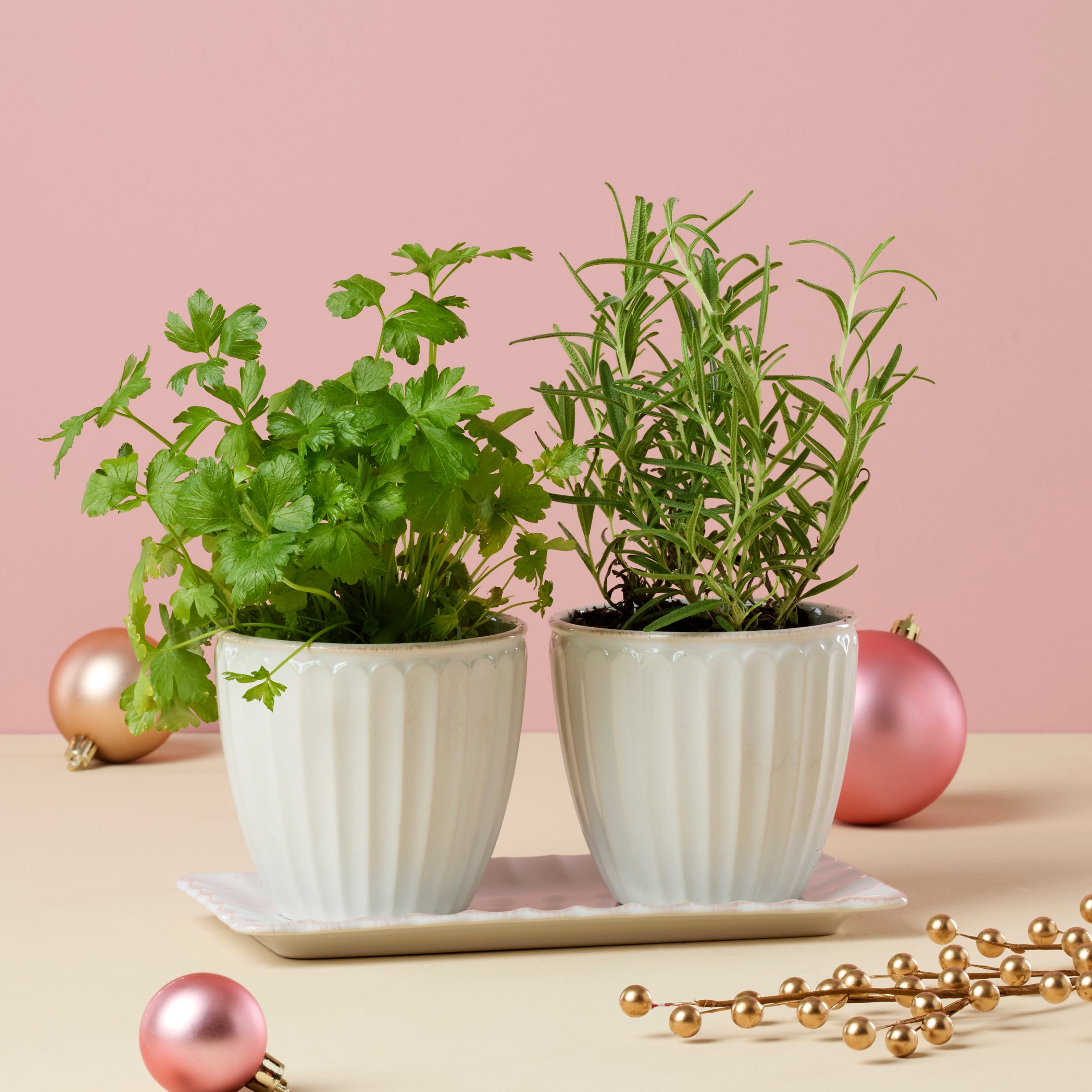 French Perle Scallop 3-Piece Herb Pot Set - Elegant Ceramic Planter for Kitchen Windowsill, Indoor Herb Garden & Home Decor