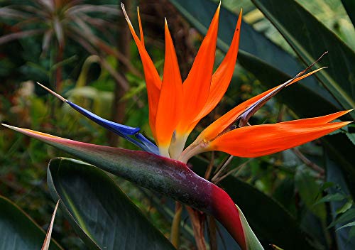 Exotic Strelitzia Reginae Seeds - Bird of Paradise Flower Plants for Indoor & Outdoor Gardening | Tropical Perennial Blooms for Home Decor, Landscaping & Gift Giving
