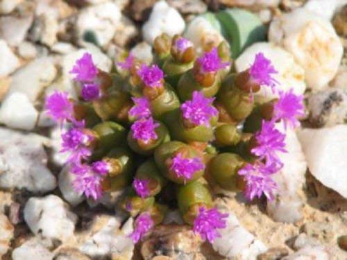 Oophytum Nanum Rare Living Stones Succulent Seeds - 100 Pack for Rock Gardens, Terrariums & Indoor Plant Decor