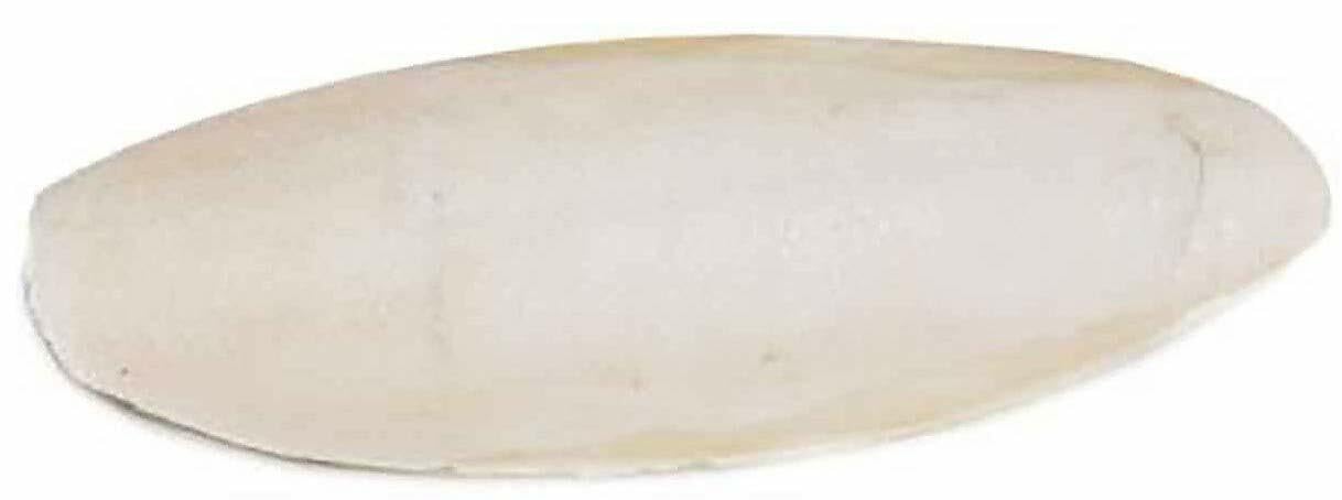 Prevue Pet Products 6 Inch Bulk Cuttlebone for Birds - 25 Pack with Holder, Large Size Calcium Supplement for Parrots, Cockatiels, Budgies - Perfect for Bird Cages & Aviaries