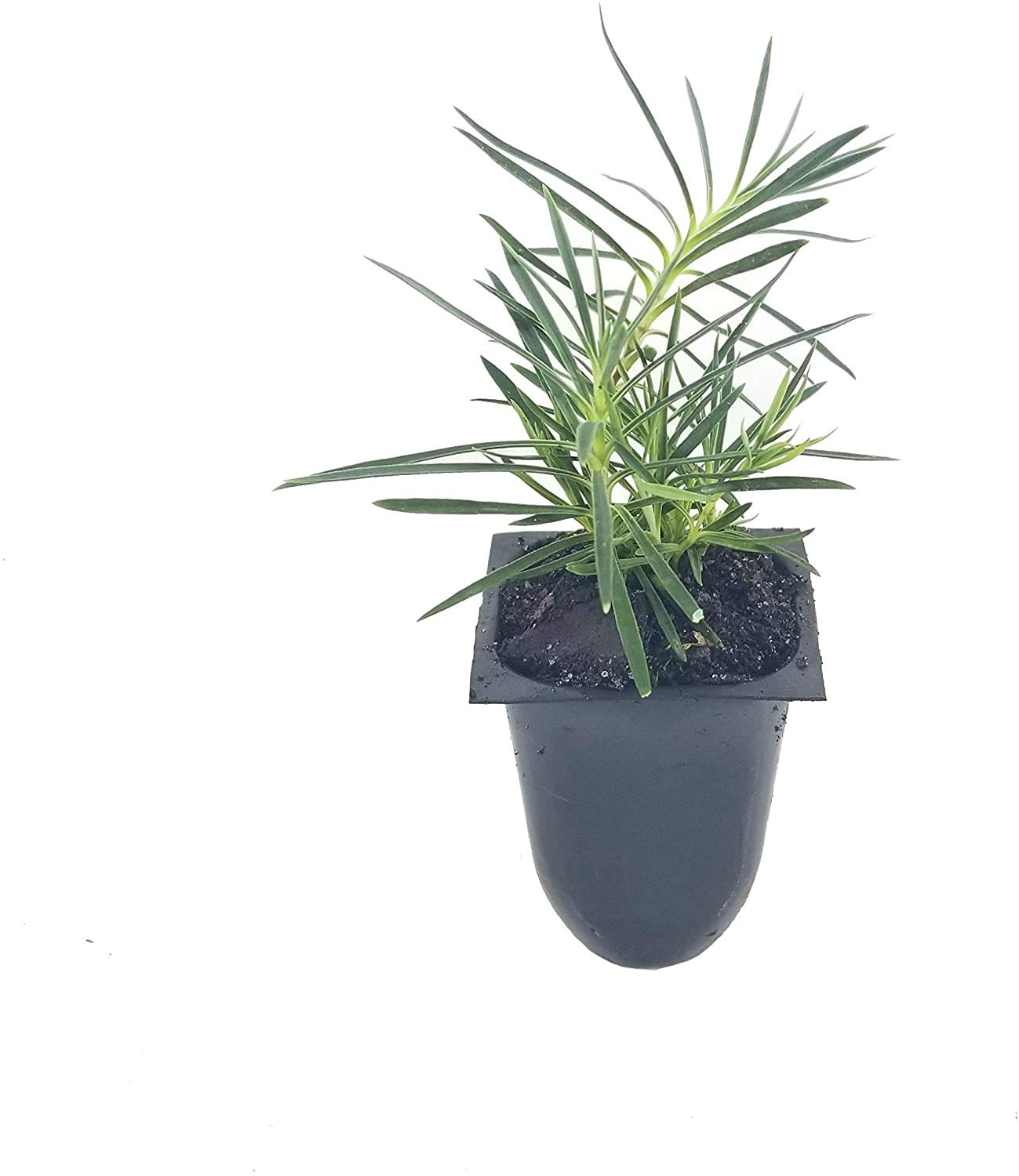 Frosty Fire Dianthus - 10 Live Plants - Dianthus Allwoodii - Fragrant Cold Hardy Perennial Groundcover for Borders, Rock Gardens & Containers