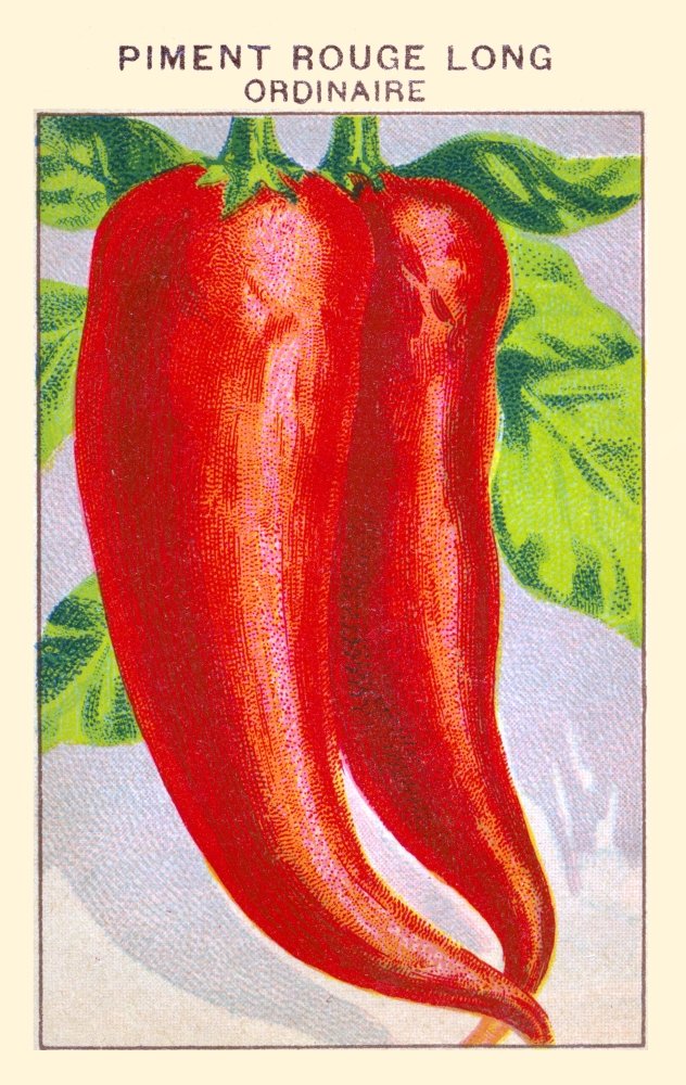 Vibrant Red Chili Pepper Poster Print - 24x36 Inch Wall Art for Kitchen, Dining Room & Home Decor - Spicy Food Lovers Gift