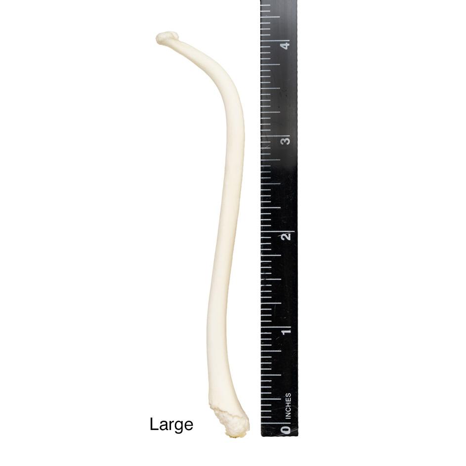 Authentic Raccoon Baculum (Penile Bone) - Genuine Wildlife Specimen for Collectors, Taxidermy & Oddity Displays | Perfect for Curio Cabinets, Science Education & Unique Gifts