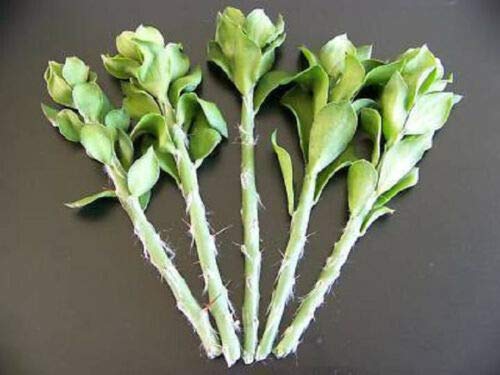 Pereskia Cactus Rare Grafting Stock - 50 Fresh 4