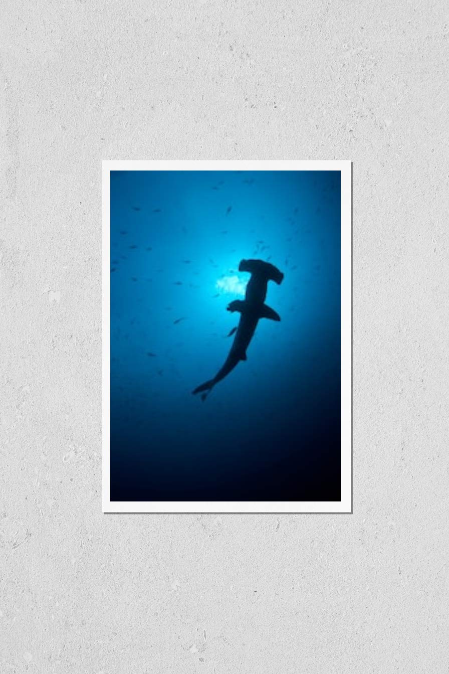 Scalloped Hammerhead Sharks Poster - Sphyrna Lewini at Cocos Island Costa Rica - Marine Life Wall Art for Home & Office Decor