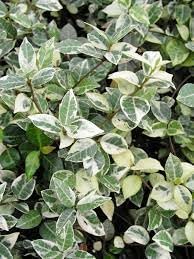 Variegated Asiatic Jasmine Plants - 36 Live 4