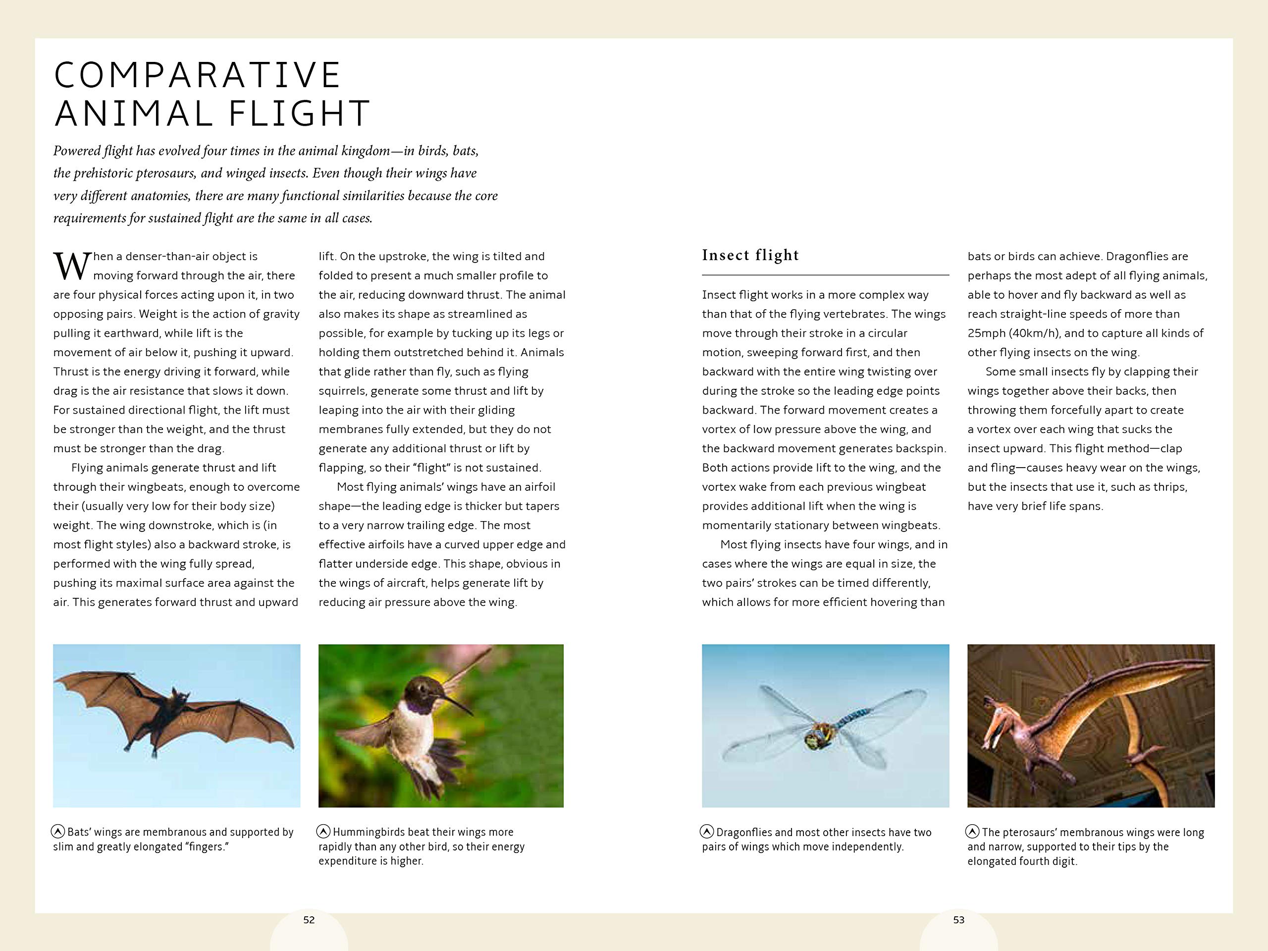 How Birds Work: Illustrated Guide to Bird Anatomy & Function - Bones, Beaks & Flight Mechanics | Birdwatching, Nature Study & Science Education