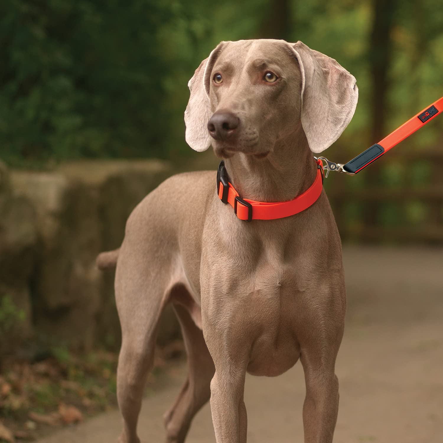 Ultrahund Adjustable Dog Collar for Small Dogs 12-16 Inch, Red - Perfect for Training, Walking & Everyday Use