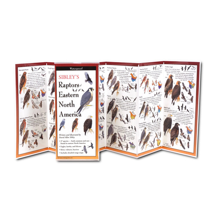 Sibley's Raptors of Eastern North America - Waterproof Bird Identification Folding Guide for Birdwatching, Hiking & Outdoor Adventures