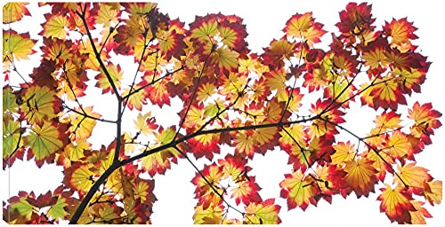 Leaf Silhouettes IV