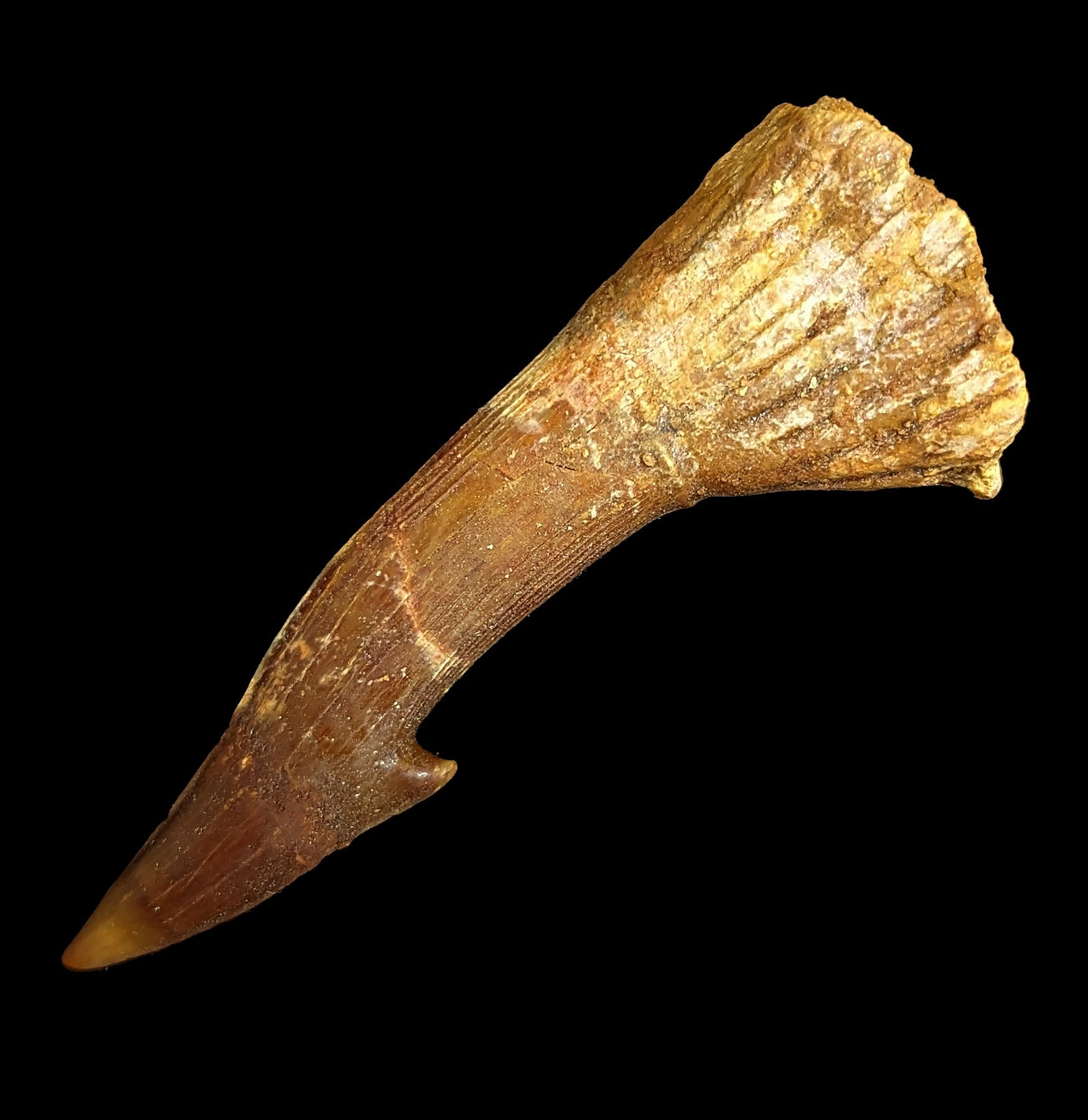 Authentic Fossilized Sawfish Rostrum Barb - Rare Prehistoric Shark Tooth Relic for Collectors & Decor - Perfect for Home Display, Museum Exhibits & Paleontology Enthusiasts