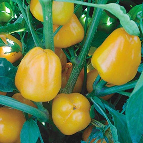 Organic Miniature Yellow Sweet Bell Pepper Seeds - Non-GMO Heirloom Variety for Home Garden, Salads, Stuffing & Cooking (10 Seeds) - Perfect for Container Gardening, Raised Beds & Urban Farming