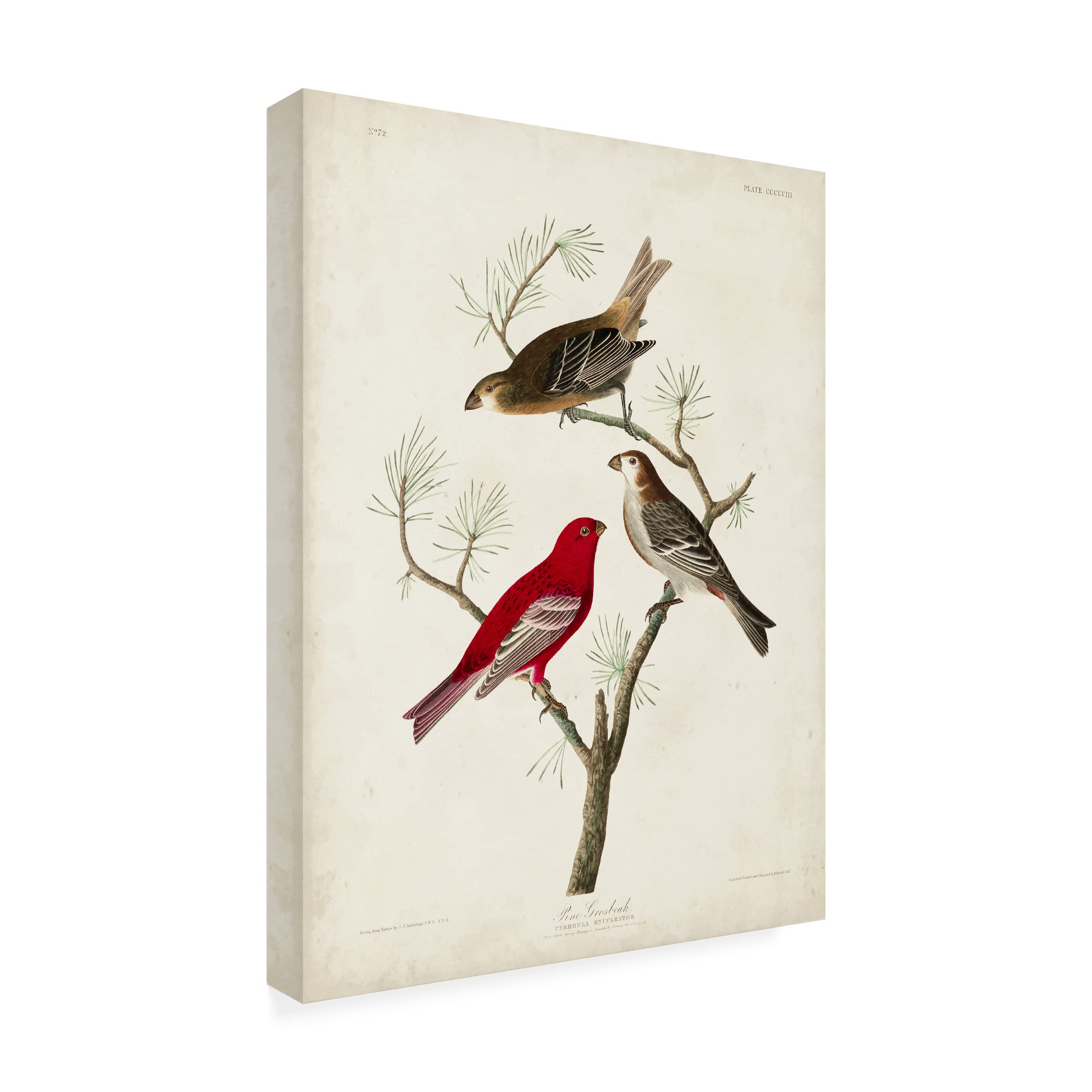 John James Audubon Pine Grosbeak Canvas Art Print - 14x19 Inch Wildlife Bird Painting - Perfect for Living Room, Bedroom & Office Wall Decor