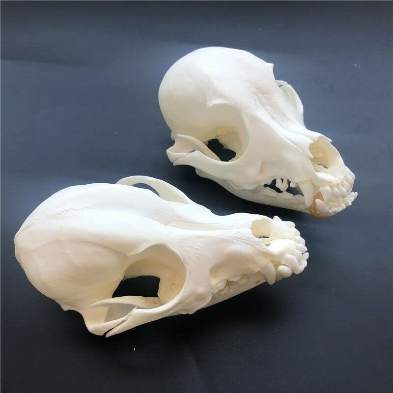 Real Dog Skull Taxidermy Specimen - Authentic Animal Bones for Science Education, Unique Gift & Home Office Decor - Perfect for Halloween, Biology Class & Gothic Decor (10)