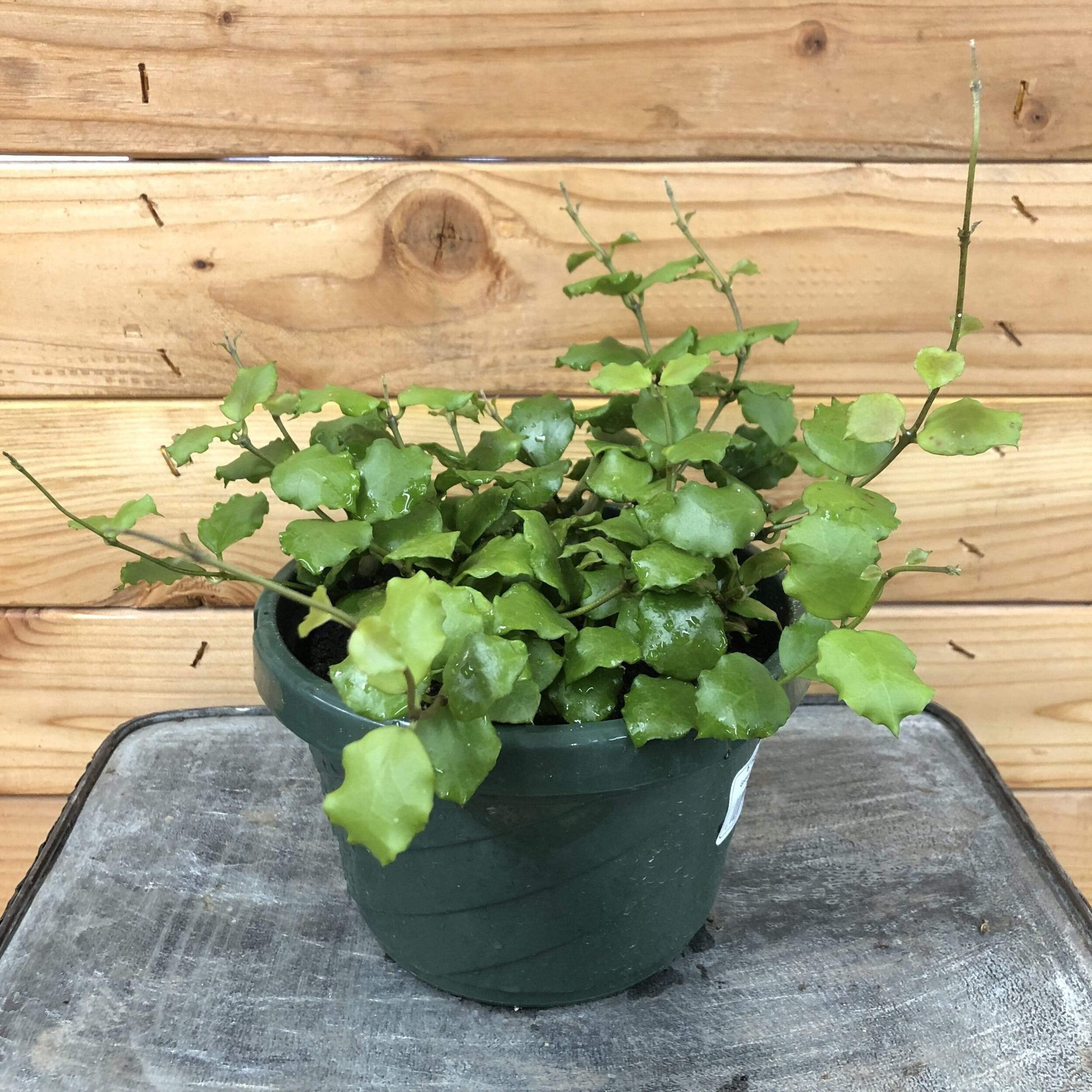 Hoya Endauensis Live Plant - 6