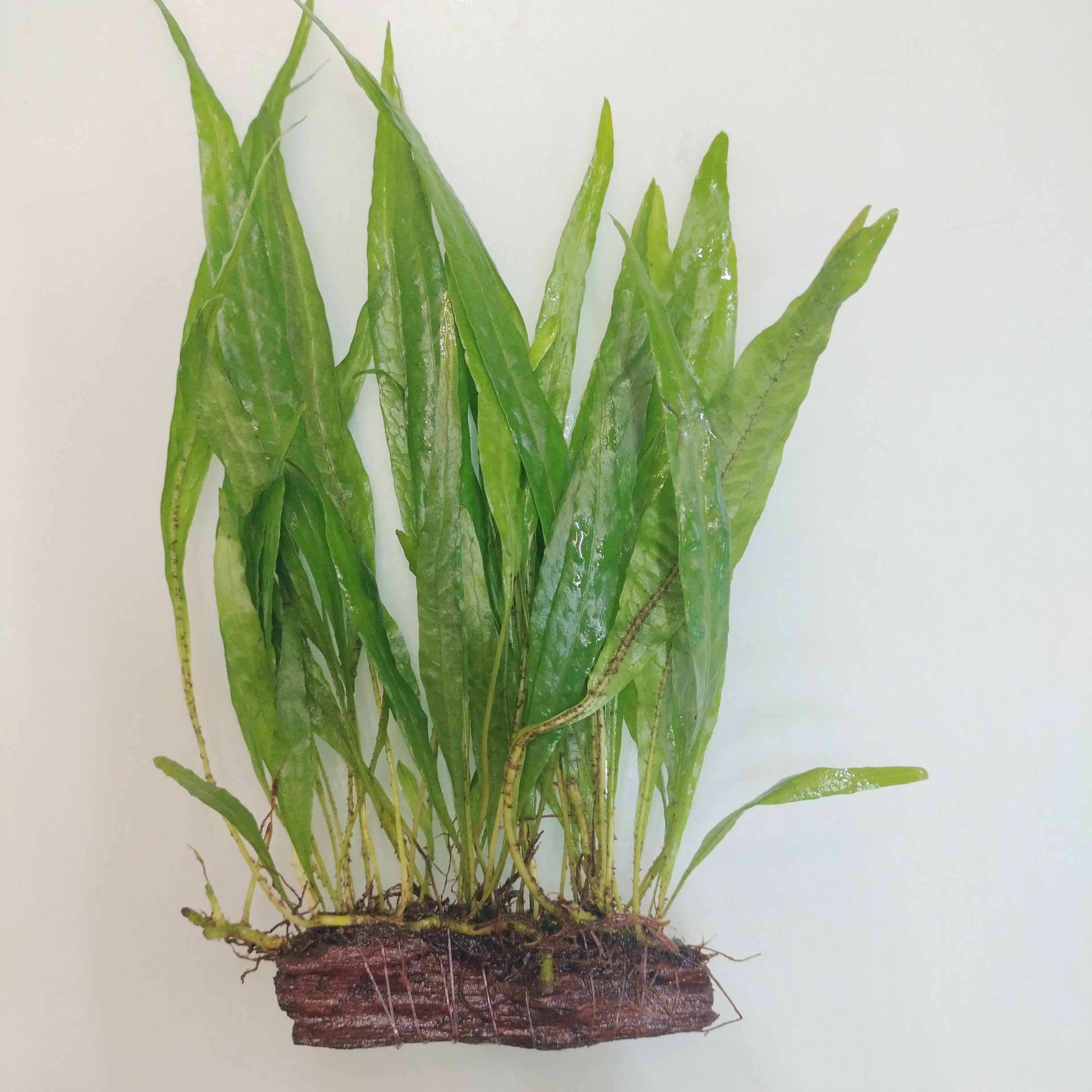 TCulture Java Fern Driftwood Narrow Leaf (8 cm) - Live Aquarium Plant for Fish Tanks, Aquascaping & Freshwater Aquariums - Easy Low Light Aquatic Plant Decor