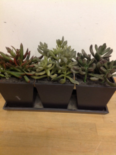 13 Succulents in 3 Pots - Live Indoor Plants for Home & Office Decor - Perfect for Windowsills, Desks, and Gift Giving