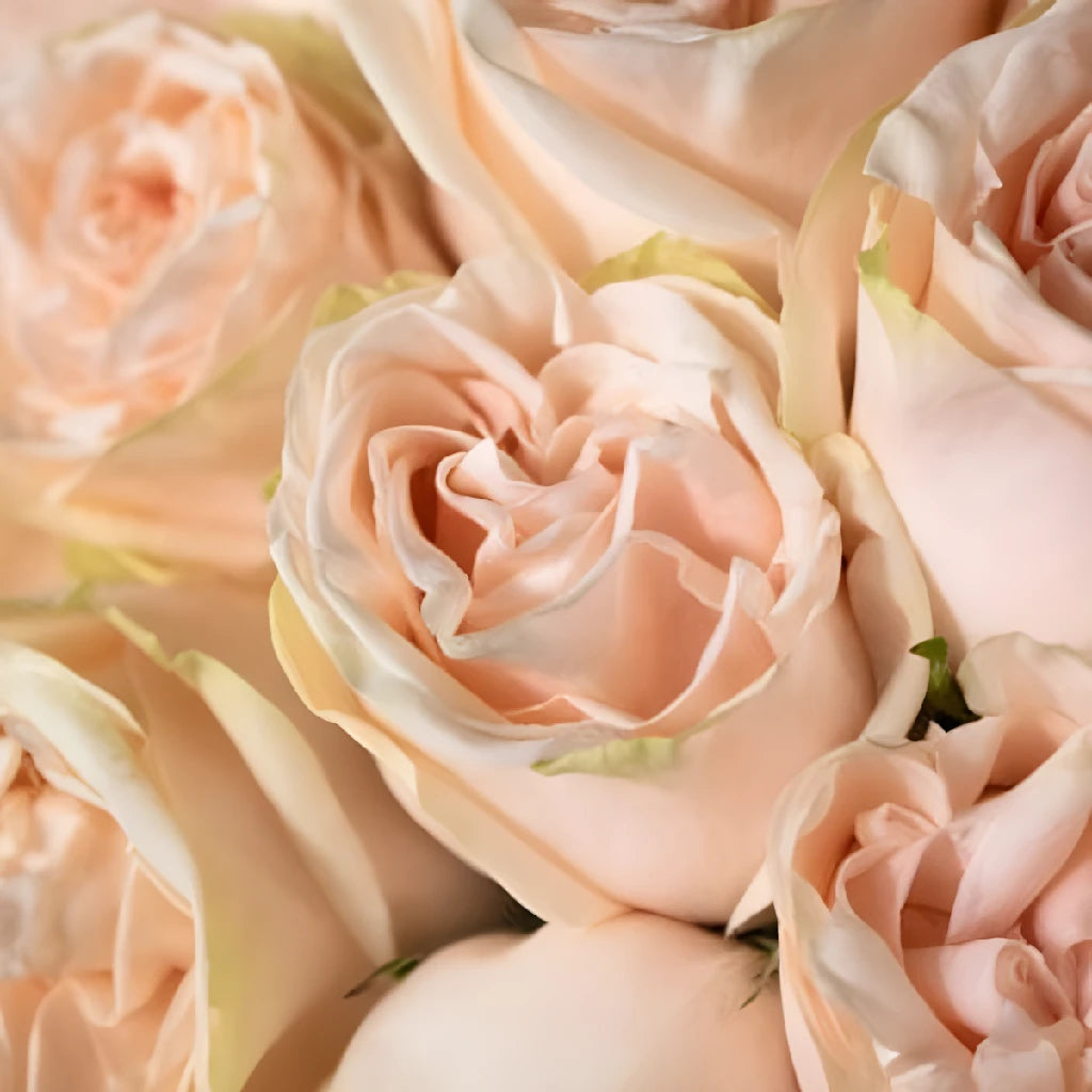 Blushing Garden Spirit Rose Bouquet - Fresh Long Lasting Roses for Home Decor, Wedding Centerpieces & Romantic Gifts