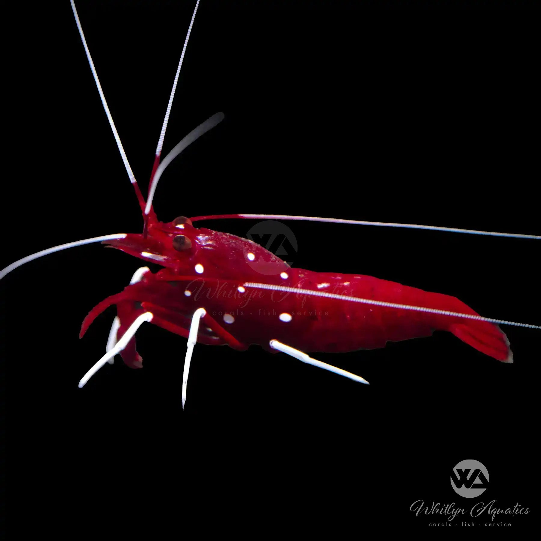 Premium Blood Red Fire Shrimp (Lysmata debelius) - Saltwater Aquarium Cleaner for Reef Tanks | Perfect for Nano Tanks & Coral Compatibility