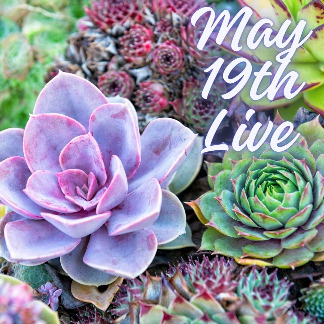 16493 May 19th Live 2024 - Exclusive Event Merchandise | Limited Edition Collectibles for Concert Fans & Music Enthusiasts | Perfect for Concerts, Fan Meetups & Music Memorabilia Collections