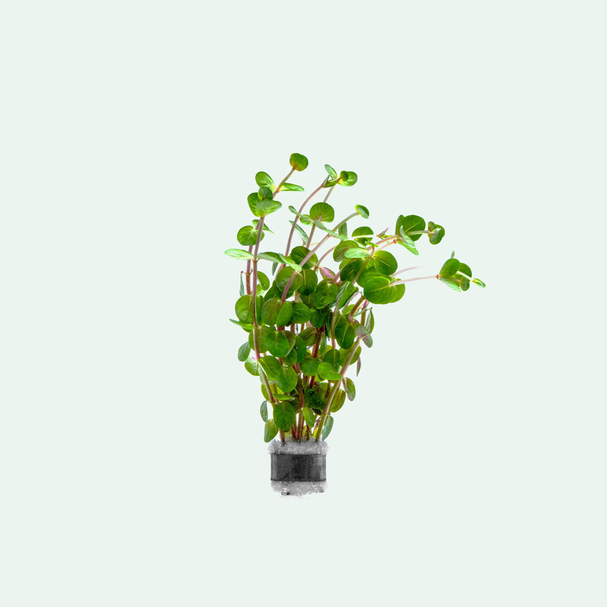 Rotala Indica Aquatic Plant for Freshwater Aquariums - Perfect for Aquascaping, Fish Tanks & Planted Aquariums