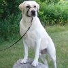 Gentle Leader Headcollar - No-Pull Dog Training Collar for Large & Small Dogs | Perfect for Walking, Training & Behavioral Control