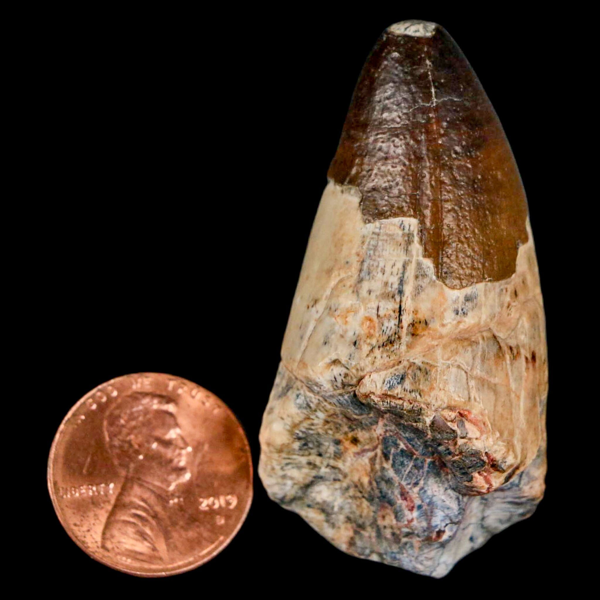 2 Sarcosuchus Imperator Crocodile Fossil Teeth - Genuine Elrhaz Formation Cretaceous Era Specimens from Niger with COA - Perfect for Paleontology Collections, Fossil Displays & Educational Use