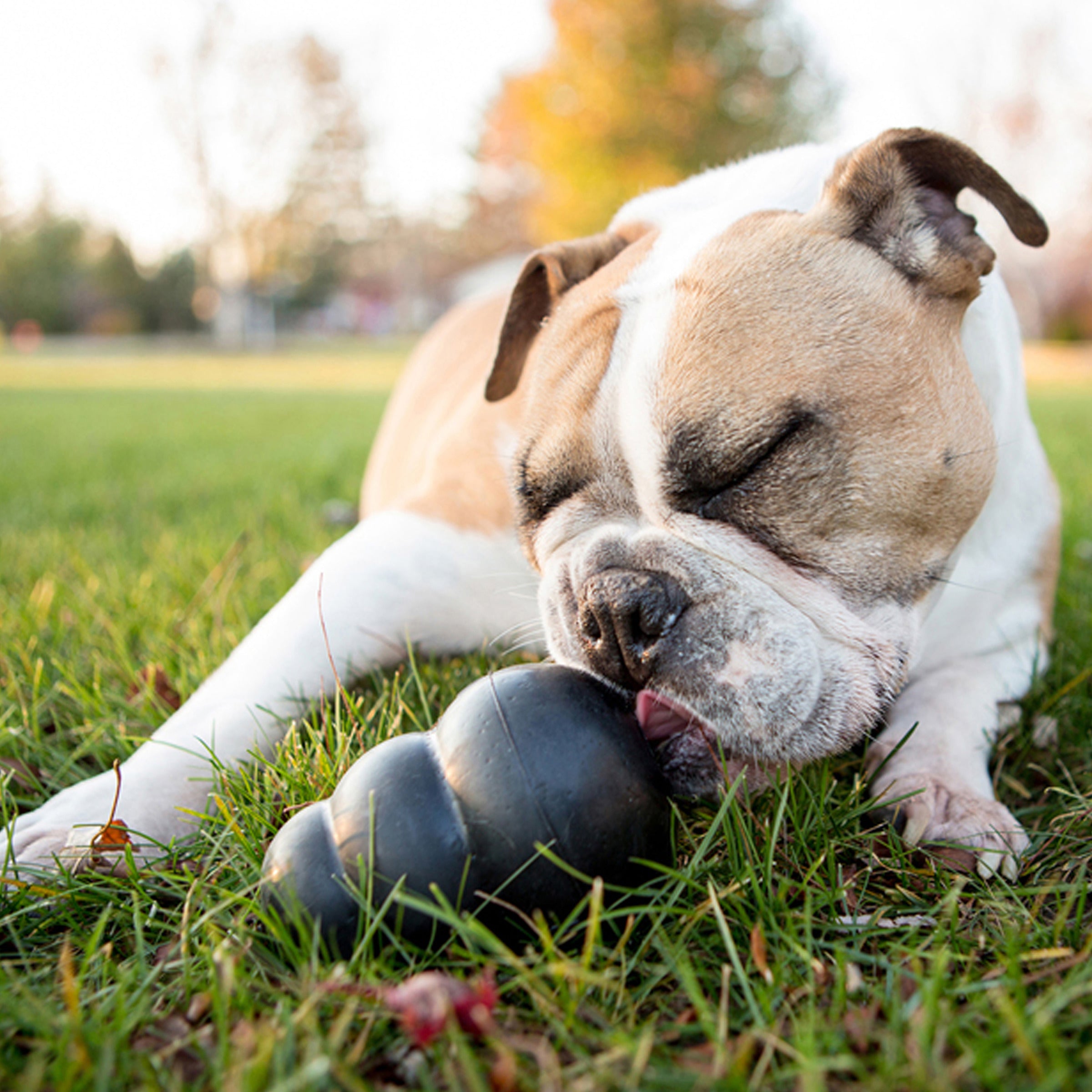 KONG EXTREME Dog Toy - Durable Chew Toy for Aggressive Chewers, Interactive Play & Mental Stimulation - Perfect for Large Dogs, Training, and Boredom Relief